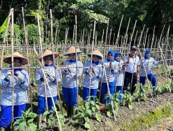 Ketua Cabang 8 Korcab I DJA I dan Pengurus Laksanakan Panen Ketahanan Pangan Lanal Simeulue
