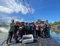 Wujud Dukung Program Ketahanan Pangan Nasional, Lanal Dabo Singkep Panen Udang Vaname