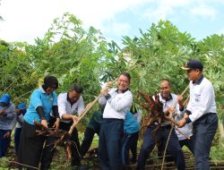 Program Ketahanan Pangan TNI Angkatan Laut, Danlanal Bandung Laksanakan Panen Jagung dan Panen Raya Ketahanan Pangan Lanal Bandung