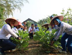 Langkah Strategis Wujudkan Swasembada Pangan, Lanal Dumai Kembali Panen Aneka Sayur Segar di Kebun Ketahanan Pangan