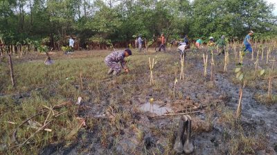Pelaksanaan Penanaman Pohon Mangrove Tahap Kedua di Kampung Tipar Cianjur Jawa Barat